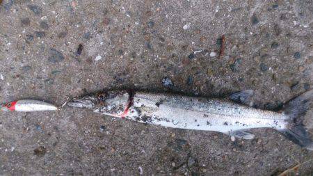 ルアーも楽しい