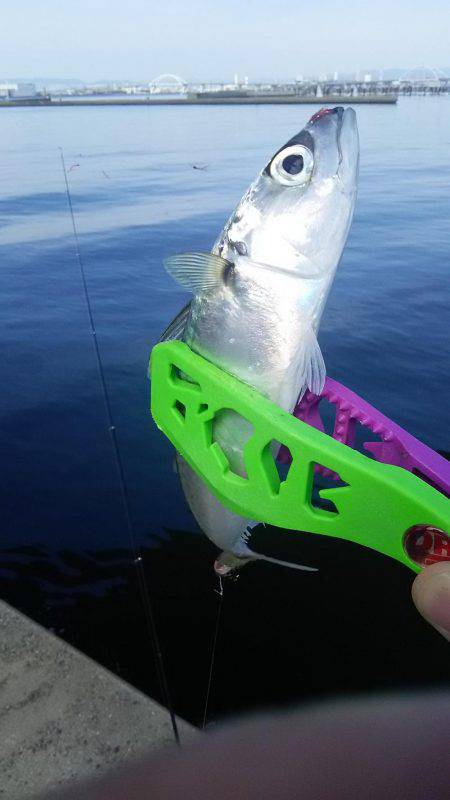 リアルタイム釣果