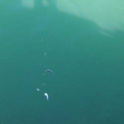 ライトジグサビキでマイワシ、ウルメイワシイレグイ