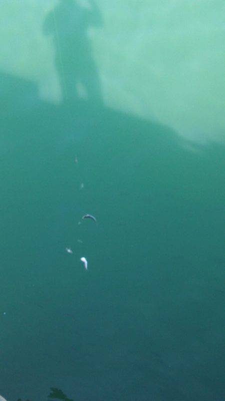 ライトジグサビキでマイワシ、ウルメイワシイレグイ