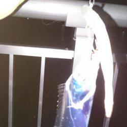 ファミリー刀狩り