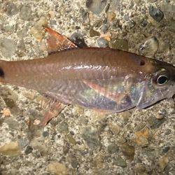 マルアジよりマアジ！