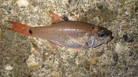 マルアジよりマアジ！