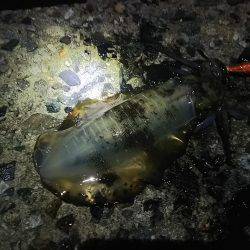 ナイターエギング