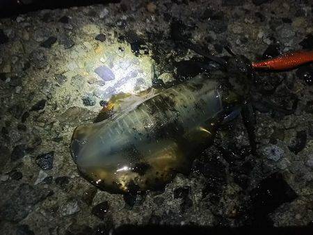 ナイターエギング