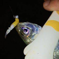 アジングは楽しい!