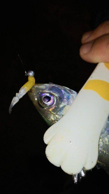 アジングは楽しい!