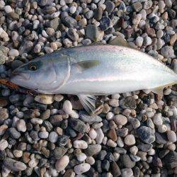 淡路島縦断釣行