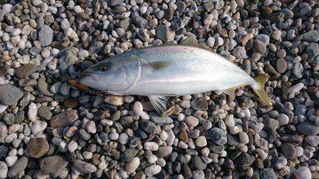 淡路島縦断釣行