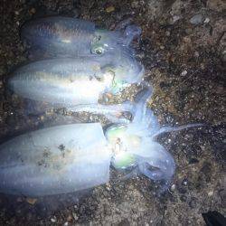 月夜に誘われて