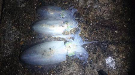 月夜に誘われて