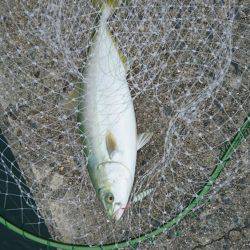 エギング&ライトジギング