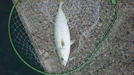 エギング&ライトジギング