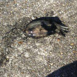 コウイカが釣れました