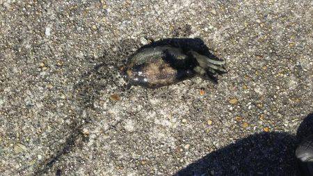 コウイカが釣れました