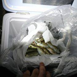 エギングのちアジング