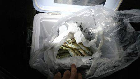 エギングのちアジング