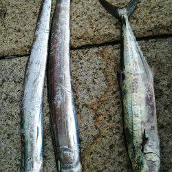 タチウオ、サゴシ