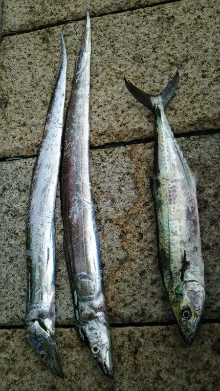 タチウオ、サゴシ