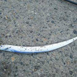 サーベルフィッシュ