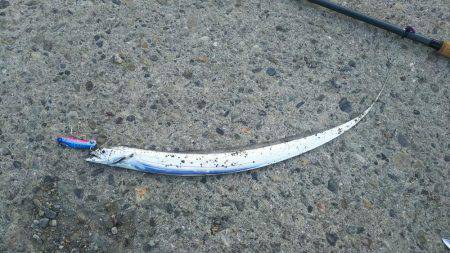 サーベルフィッシュ