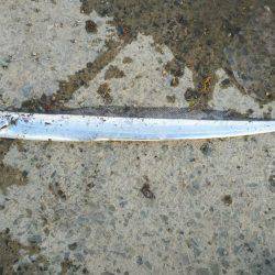 久しぶりの太刀魚！