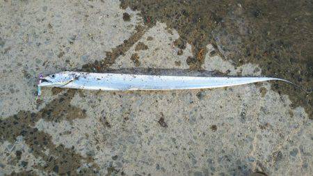 久しぶりの太刀魚！