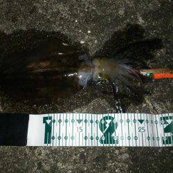 和歌山市内エギング！