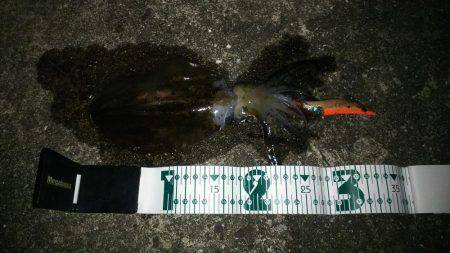 和歌山市内エギング！