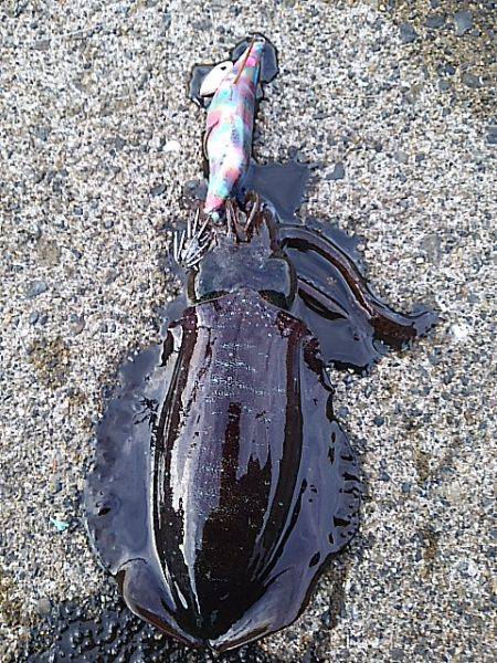 白浦、大曽根、紀伊長島