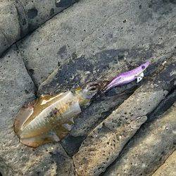 ショアジギング撃沈 エギングも渋いけども・・・