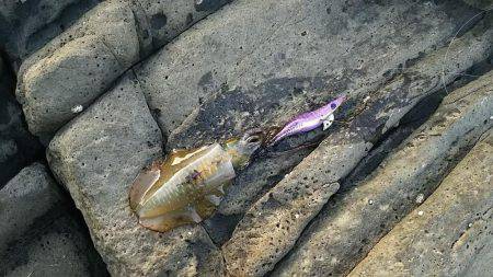 ショアジギング撃沈　エギングも渋いけども・…