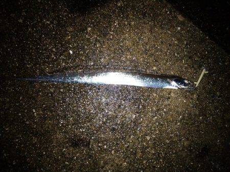 大蔵海岸でタチウオワインド