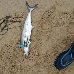大蔵海岸でアオリイカの新子&サヨリ