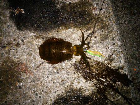 大蔵海岸でアオリイカの新子&サヨリ