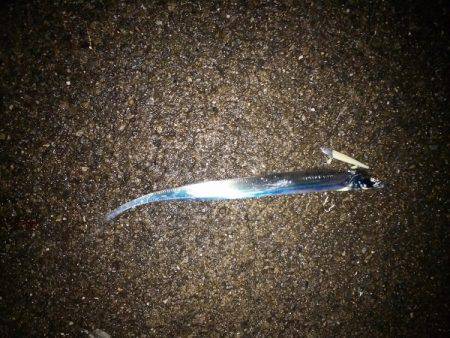 大蔵海岸でタチウオワインド