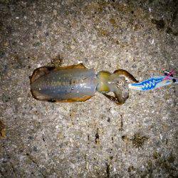 大蔵海岸でエギング