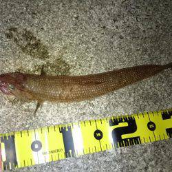 いろいろ釣れる！