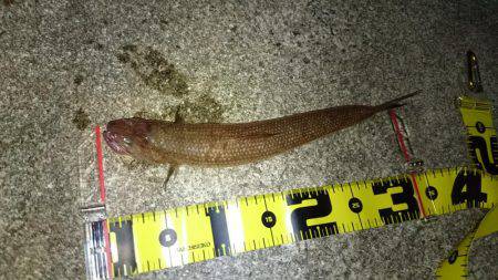 いろいろ釣れる！