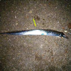 大蔵海岸でタチウオの引き釣り