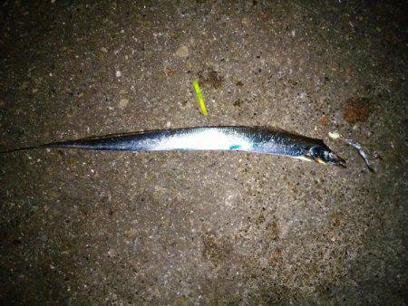 大蔵海岸でタチウオの引き釣り