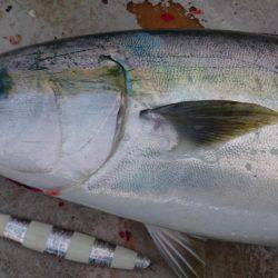 アルバトロスで爆釣❗