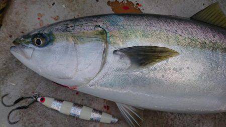 アルバトロスで爆釣❗