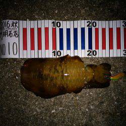 大蔵海岸でアオリイカ&サヨリ