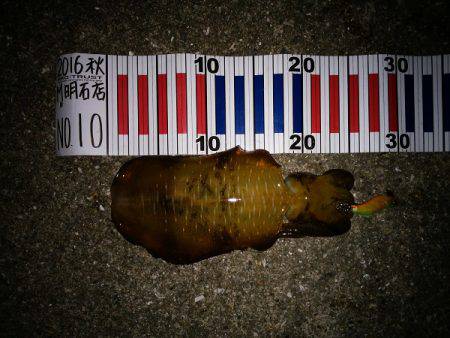 大蔵海岸でアオリイカ&サヨリ