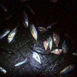 シーサイドコスモ でかサバ