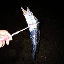 大蔵海岸でタチウオの引き釣り