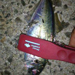 淡路島アオリ解禁日に撃沈(笑)