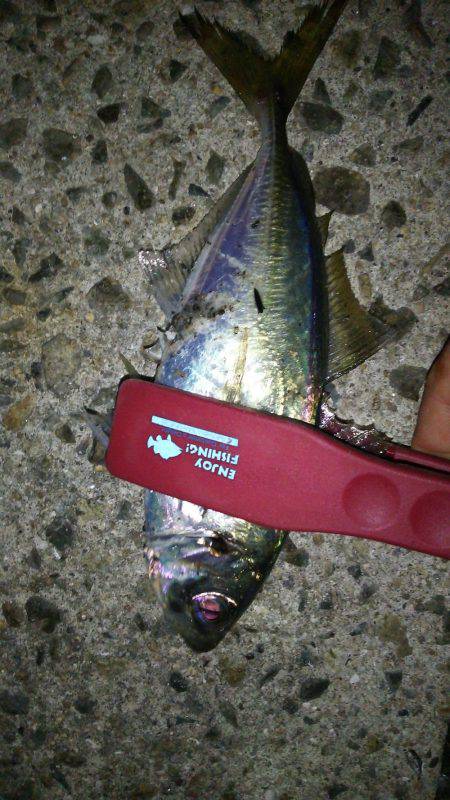 淡路島アオリ解禁日に撃沈(笑)