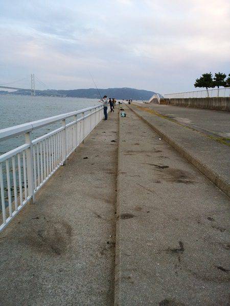 大蔵海岸でエギング